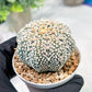 Custom Order- We’ll send you the exact live plant pictured (T3) (R5) | USA Plant SHOP | 3" Pot