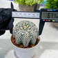 Custom Order- We’ll send you the exact live plant pictured (T3) (R6) | Ship from USA | 3" Pot