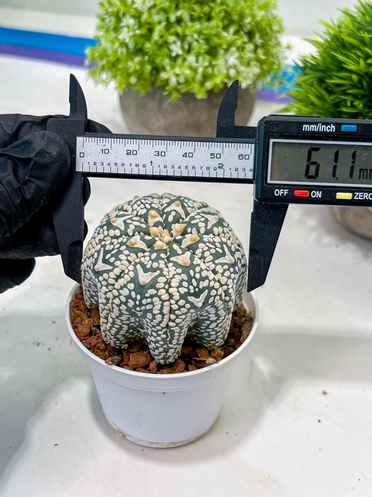 Custom Order- We’ll send you the exact live plant pictured (T3) (R6) | Ship from USA | 3" Pot