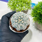Custom Order- We’ll send you the exact live plant pictured (T3) (R6) | Ship from USA | 3" Pot