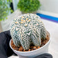 Custom Order- We’ll send you the exact live plant pictured (T3) (R6) | Ship from USA | 3" Pot