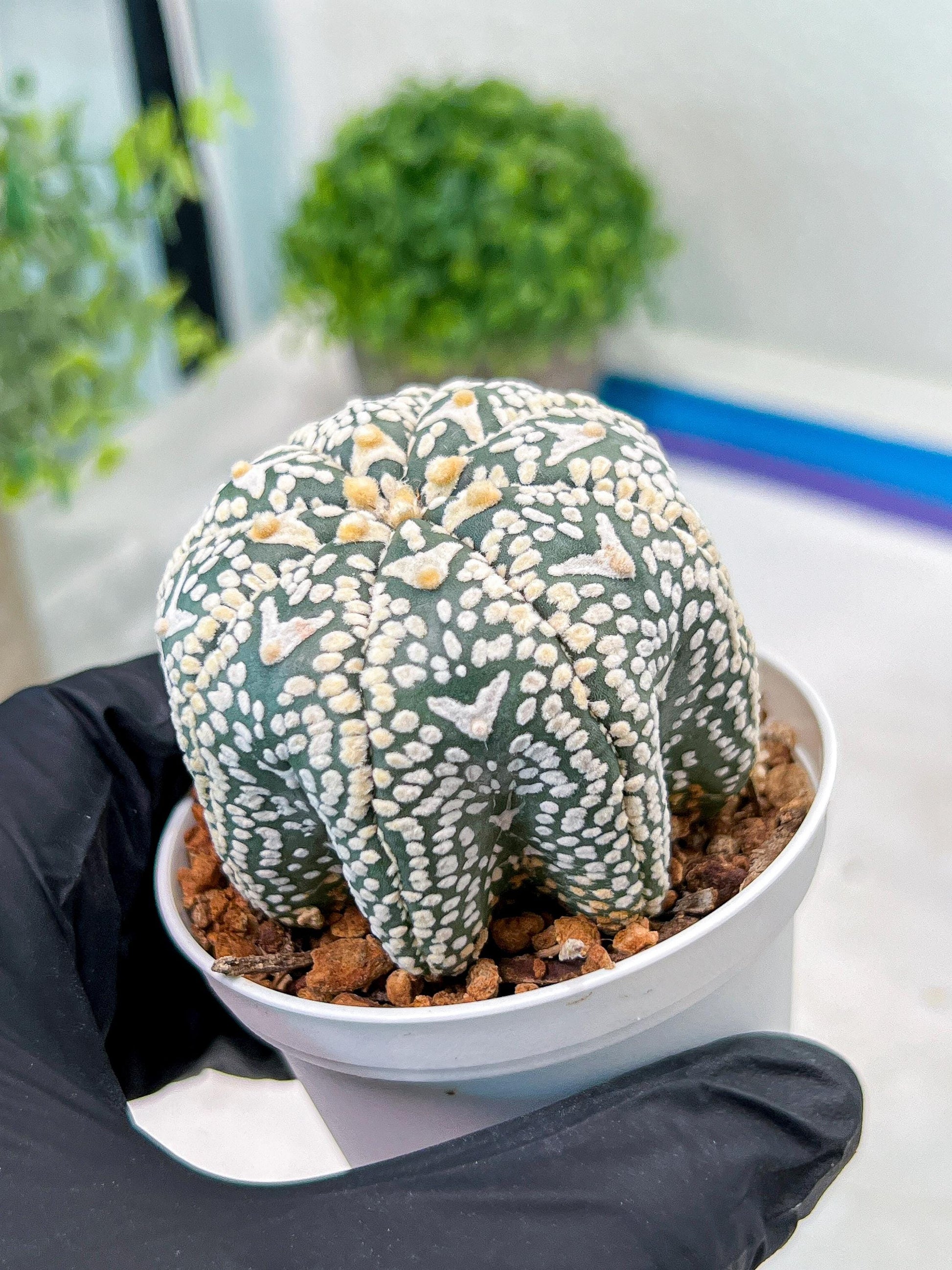Custom Order- We’ll send you the exact live plant pictured (T3) (R6) | Ship from USA | 3" Pot