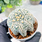 Custom Order- We’ll send you the exact live plant pictured (T3) (R6) | Ship from USA | 3" Pot