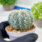Custom Order- We’ll send you the exact live plant pictured (T3) (o1) | NEVADA Plant Seller | 3" Pot