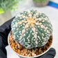 Custom Order- We’ll send you the exact live plant pictured (T3) (o1) | NEVADA Plant Seller | 3" Pot