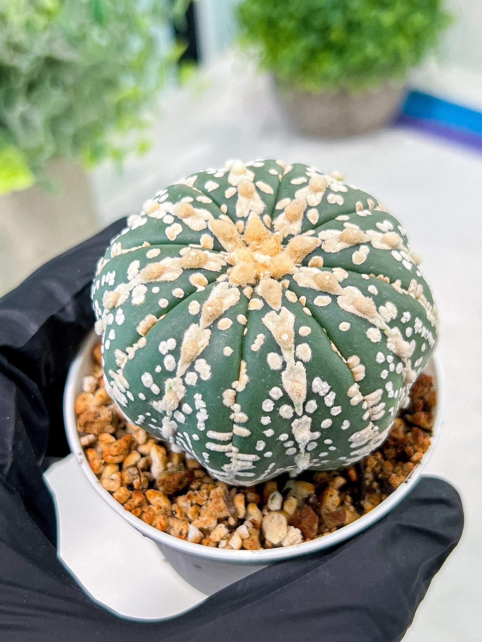 Custom Order- We’ll send you the exact live plant pictured (T3) (o1) | NEVADA Plant Seller | 3" Pot