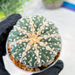 Custom Order- We’ll send you the exact live plant pictured (T3) (o1) | NEVADA Plant Seller | 3" Pot