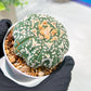 Custom Order- We’ll send you the exact live plant pictured (T3) (o2) | NEVADA Plant Seller | 3" Pot