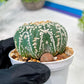 Custom Order- We’ll send you the exact live plant pictured (T3) (o2) | NEVADA Plant Seller | 3" Pot