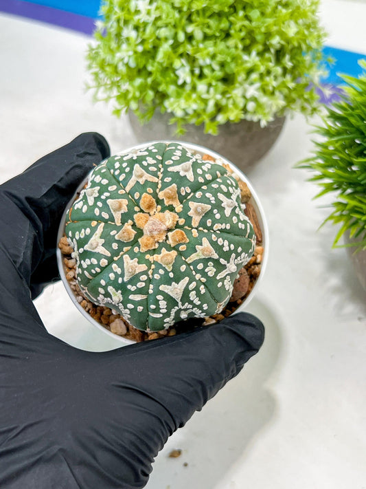 Custom Order- We’ll send you the exact live plant pictured (T3) (o2) | NEVADA Plant Seller | 3" Pot