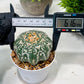 Custom Order- We’ll send you the exact live plant pictured (T3) (o2) | NEVADA Plant Seller | 3" Pot