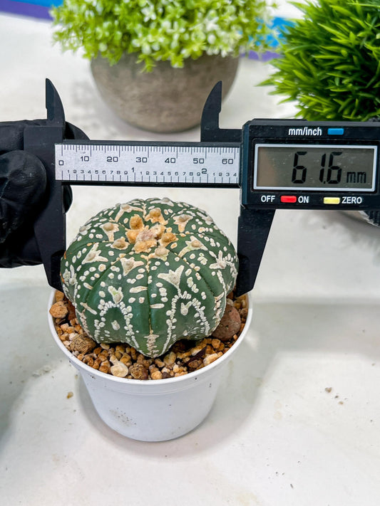 Custom Order- We’ll send you the exact live plant pictured (T3) (o2) | NEVADA Plant Seller | 3" Pot