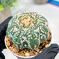 Custom Order- We’ll send you the exact live plant pictured (T3) (o2) | NEVADA Plant Seller | 3" Pot