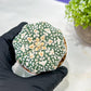 Custom Order- We’ll send you the exact live plant pictured (T3) (o3) | Las Vegas Plant Seller | 3" Pot