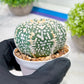 Custom Order- We’ll send you the exact live plant pictured (T3) (o3) | Las Vegas Plant Seller | 3" Pot