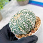 Custom Order- We’ll send you the exact live plant pictured (T3) (o3) | Las Vegas Plant Seller | 3" Pot