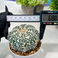 Custom Order- We’ll send you the exact live plant pictured (T3) (o3) | Las Vegas Plant Seller | 3" Pot