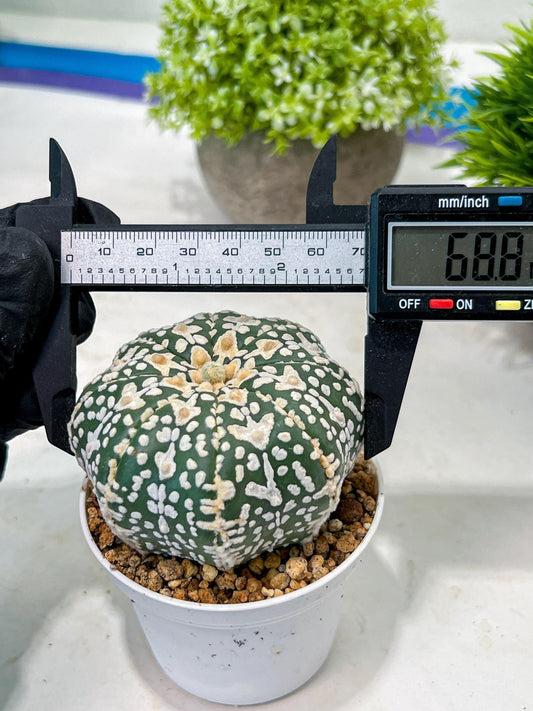 Custom Order- We’ll send you the exact live plant pictured (T3) (o3) | Las Vegas Plant Seller | 3" Pot
