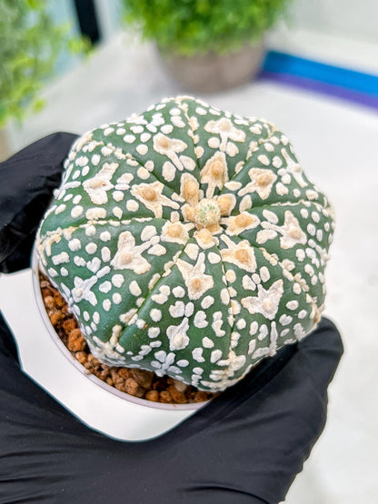 Custom Order- We’ll send you the exact live plant pictured (T3) (o3) | Las Vegas Plant Seller | 3" Pot