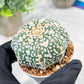 Custom Order- We’ll send you the exact live plant pictured (T3) (o3) | Las Vegas Plant Seller | 3" Pot