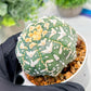 Custom Order- We’ll send you the exact live plant pictured (T3) (o4) | Vegas Seller | 3" Pot