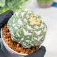 Custom Order- We’ll send you the exact live plant pictured (T3) (o4) | Vegas Seller | 3" Pot