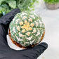 Custom Order- We’ll send you the exact live plant pictured (T3) (o4) | Vegas Seller | 3" Pot