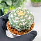 Custom Order- We’ll send you the exact live plant pictured (T3) (o4) | Vegas Seller | 3" Pot