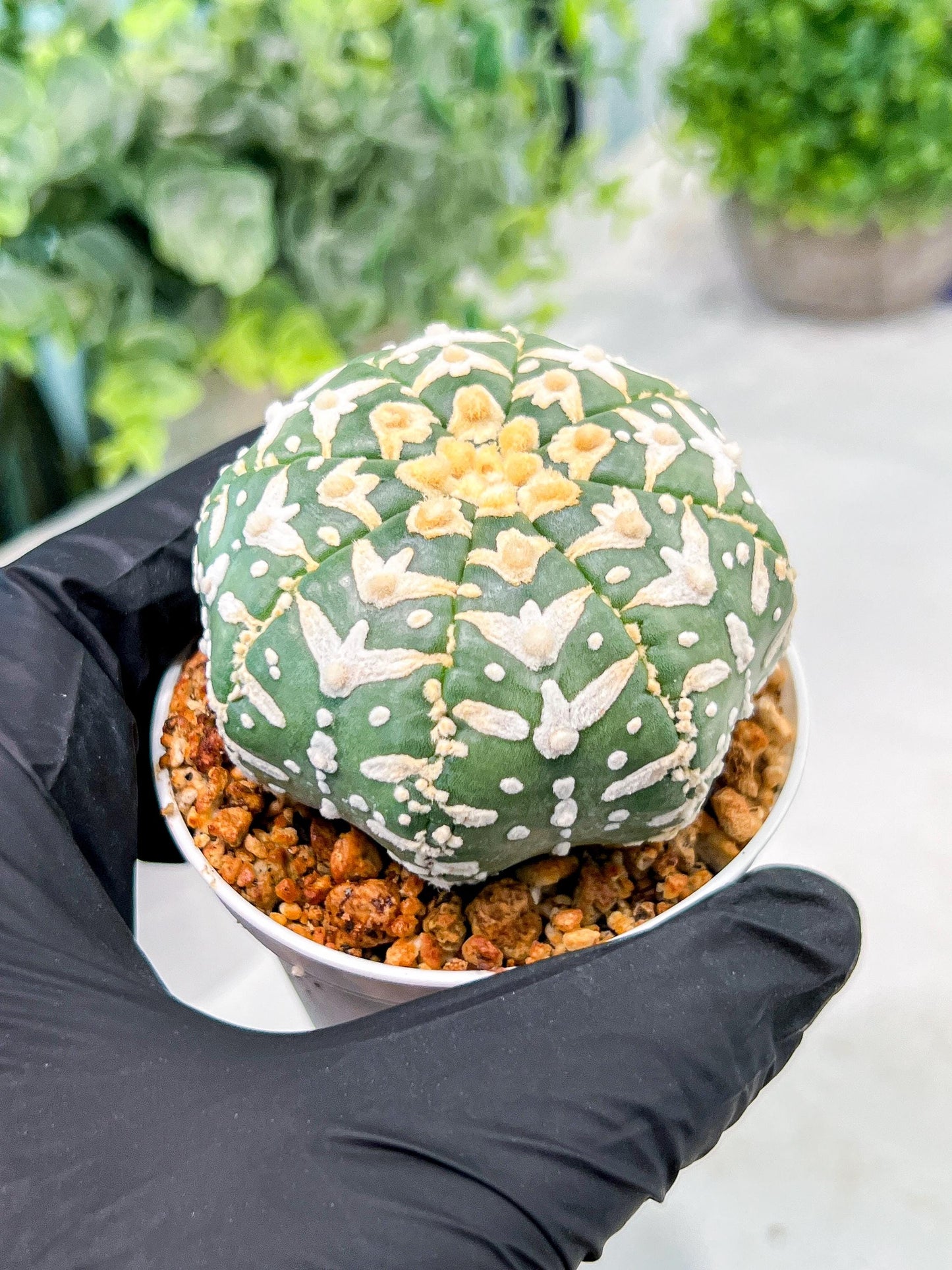Custom Order- We’ll send you the exact live plant pictured (T3) (o4) | Vegas Seller | 3" Pot