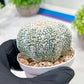 Custom Order- We’ll send you the exact live plant pictured (T3) (o5) | USA Plant SHOP | 3" Pot