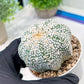 Custom Order- We’ll send you the exact live plant pictured (T3) (o5) | USA Plant SHOP | 3" Pot