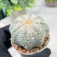 Custom Order- We’ll send you the exact live plant pictured (T3) (o5) | USA Plant SHOP | 3" Pot