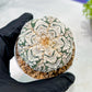 Custom Order- We’ll send you the exact live plant pictured (T3) (o6) | Ship from USA | 3" Pot