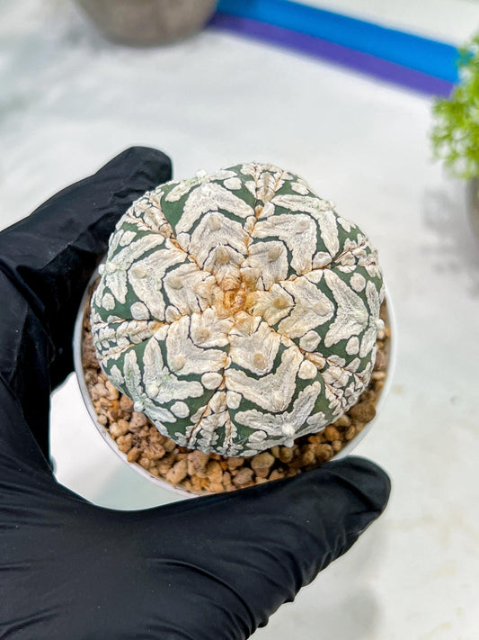Custom Order- We’ll send you the exact live plant pictured (T3) (o6) | Ship from USA | 3" Pot