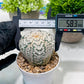 Custom Order- We’ll send you the exact live plant pictured (T3) (o6) | Ship from USA | 3" Pot