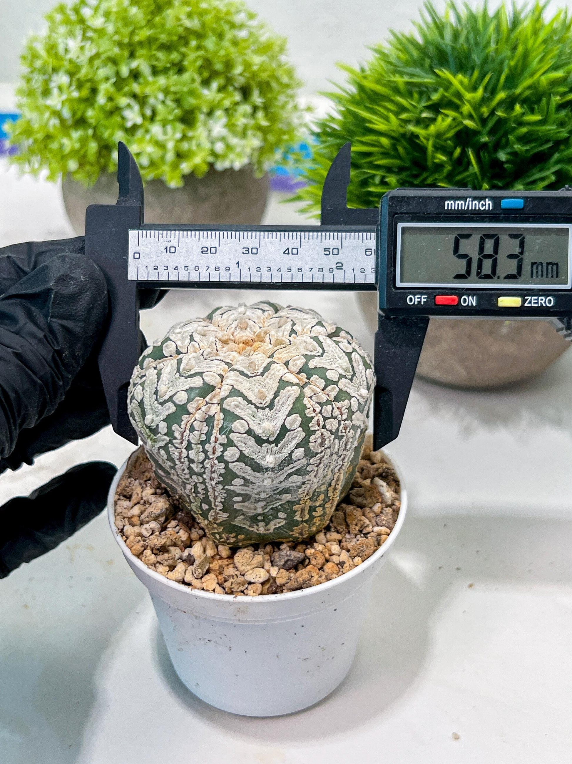 Custom Order- We’ll send you the exact live plant pictured (T3) (o6) | Ship from USA | 3" Pot