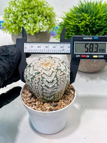 Custom Order- We’ll send you the exact live plant pictured (T3) (o6) | Ship from USA | 3" Pot