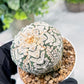 Custom Order- We’ll send you the exact live plant pictured (T3) (o6) | Ship from USA | 3" Pot