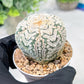 Custom Order- We’ll send you the exact live plant pictured (T3) (o6) | Ship from USA | 3" Pot