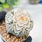 Custom Order- We’ll send you the exact live plant pictured (T3) (o6) | Ship from USA | 3" Pot