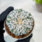 Custom Order- We’ll send you the exact live plant pictured (T3) (o7) | Las Vegas Seller | 3" Pot