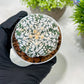 Custom Order- We’ll send you the exact live plant pictured (T3) (o7) | Las Vegas Seller | 3" Pot