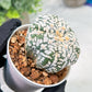 Custom Order- We’ll send you the exact live plant pictured (T3) (o7) | Las Vegas Seller | 3" Pot