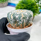 Custom Order- We’ll send you the exact live plant pictured (T4) (p1) | NEVADA Plant Seller | 3" Pot