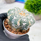 Custom Order- We’ll send you the exact live plant pictured (T4) (p1) | NEVADA Plant Seller | 3" Pot