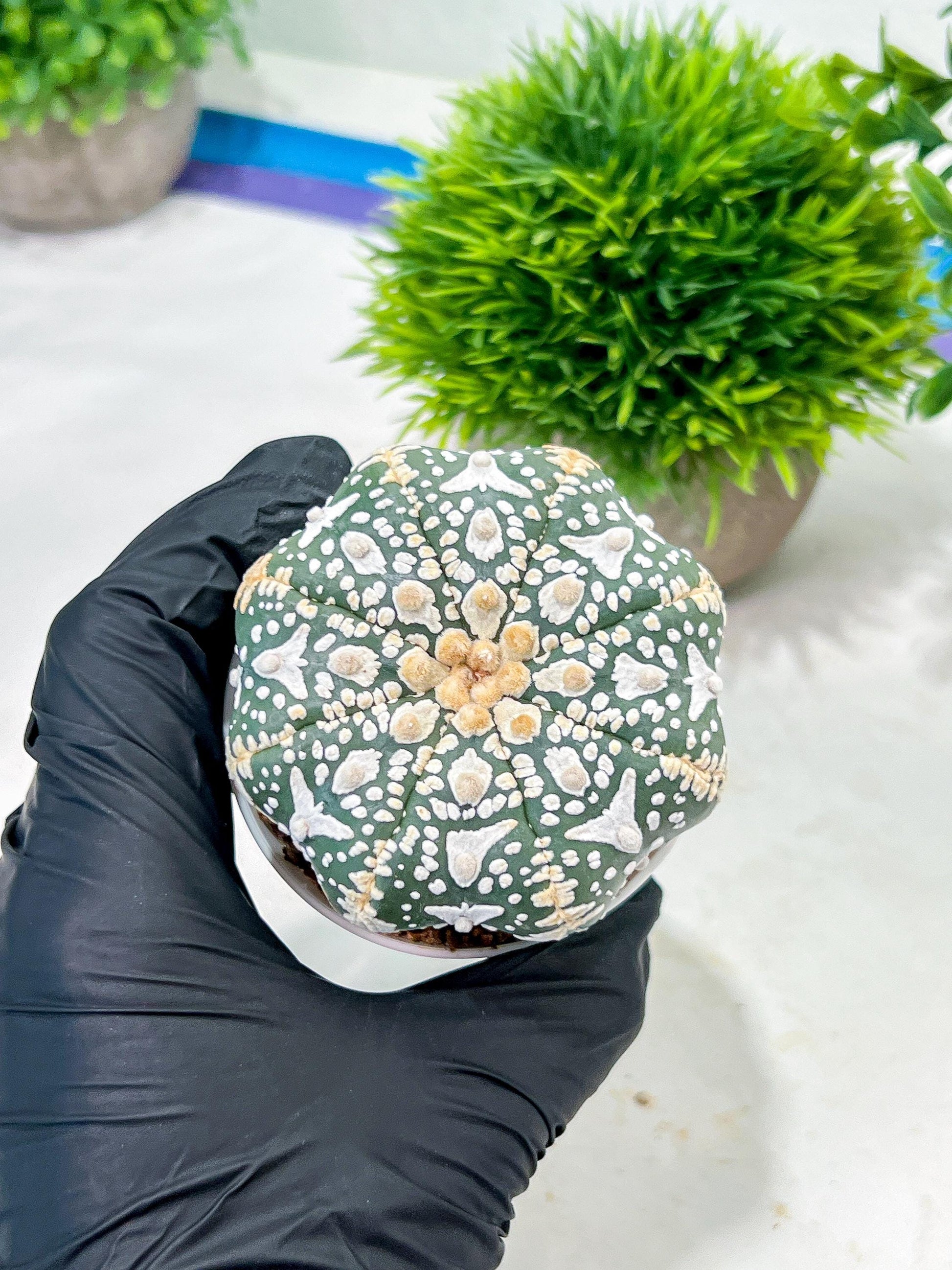 Custom Order- We’ll send you the exact live plant pictured (T4) (p1) | NEVADA Plant Seller | 3" Pot
