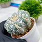 Custom Order- We’ll send you the exact live plant pictured (T4) (p1) | NEVADA Plant Seller | 3" Pot