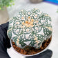 Custom Order- We’ll send you the exact live plant pictured (T4) (p1) | NEVADA Plant Seller | 3" Pot