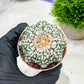 Custom Order- We’ll send you the exact live plant pictured (T4) (p2) | USA Plant Seller | 3" Pot
