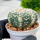 Custom Order- We’ll send you the exact live plant pictured (T4) (p2) | USA Plant Seller | 3" Pot
